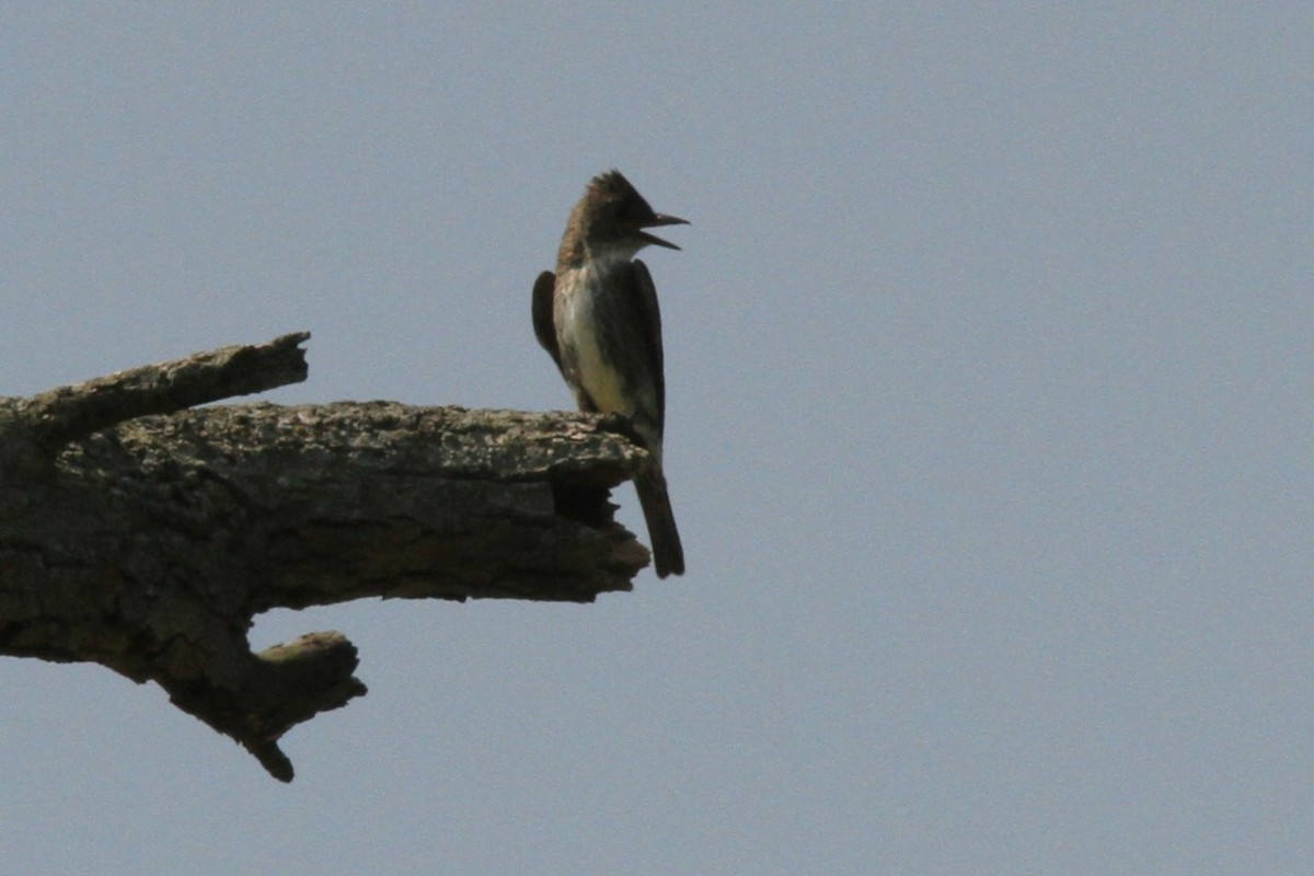 Olive-sided Flycatcher - ML639913815