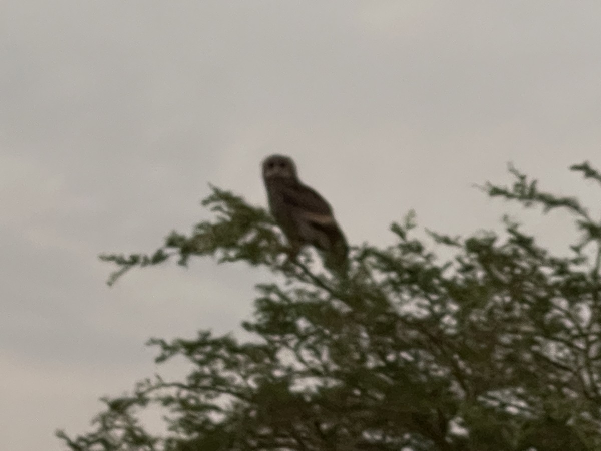 Verreaux's Eagle-Owl - ML639913816