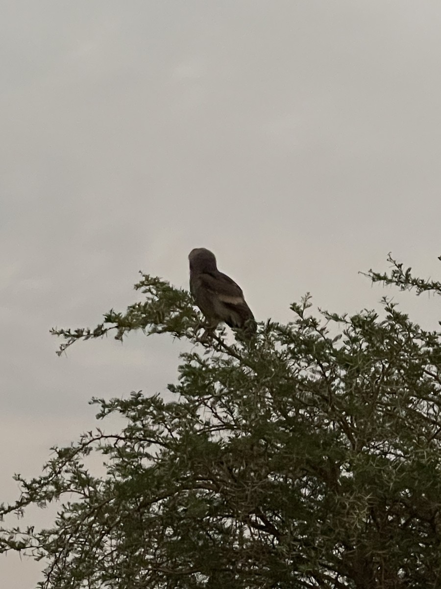 Verreaux's Eagle-Owl - ML639913817