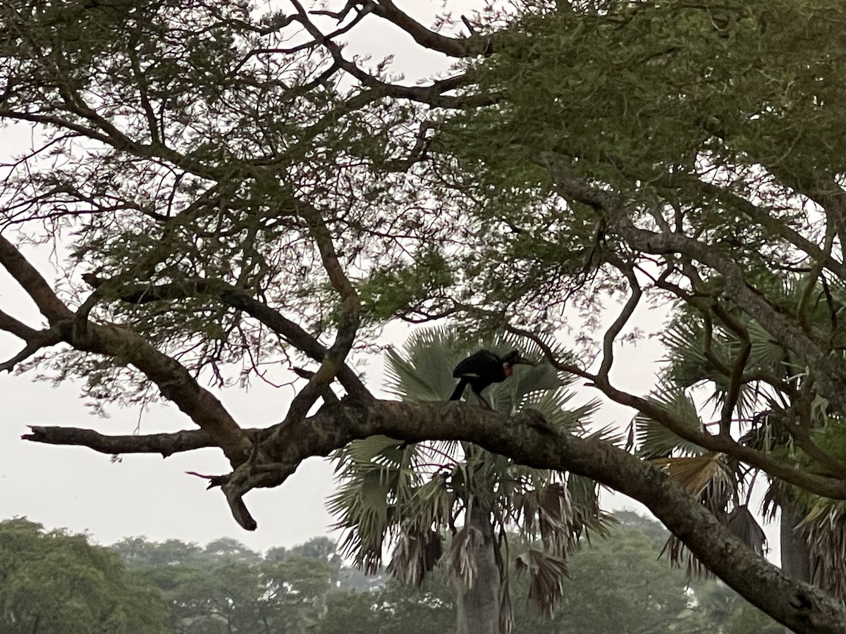 Abyssinian Ground-Hornbill - ML639913830