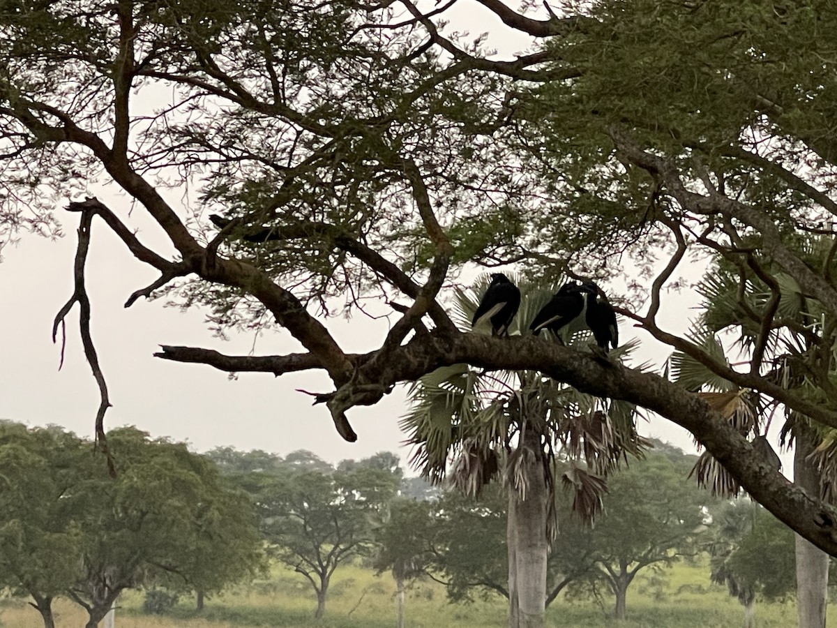 Abyssinian Ground-Hornbill - ML639913831