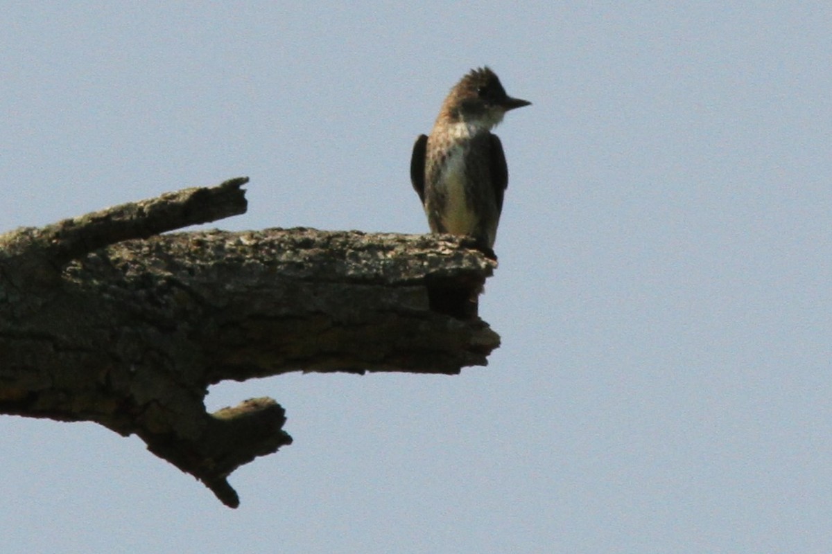Olive-sided Flycatcher - ML639913848