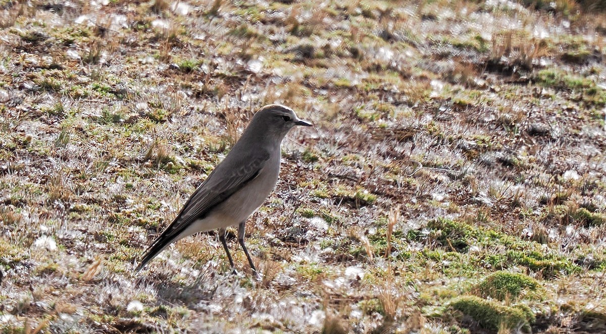 Ochre-naped Ground-Tyrant - ML639913856