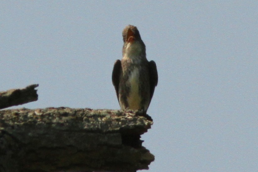 Olive-sided Flycatcher - ML639913865