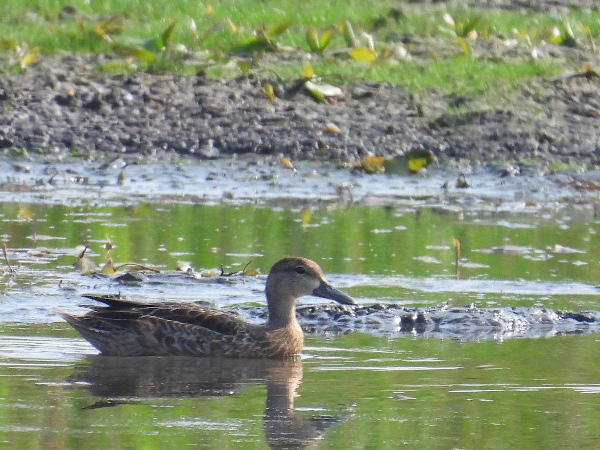 Blue-winged Teal - ML639913868
