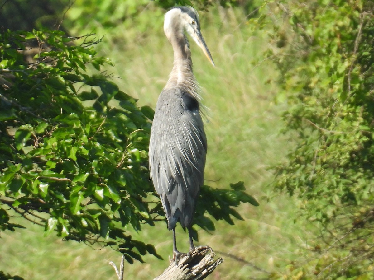 Garza Azulada - ML639913870
