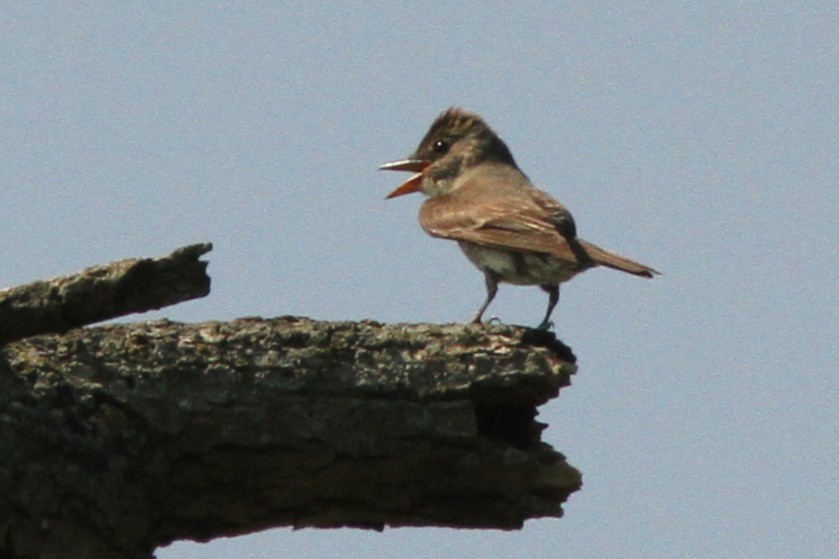 Olive-sided Flycatcher - ML639913878