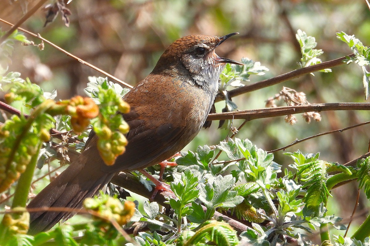 Russet Bush Warbler - ML639913897
