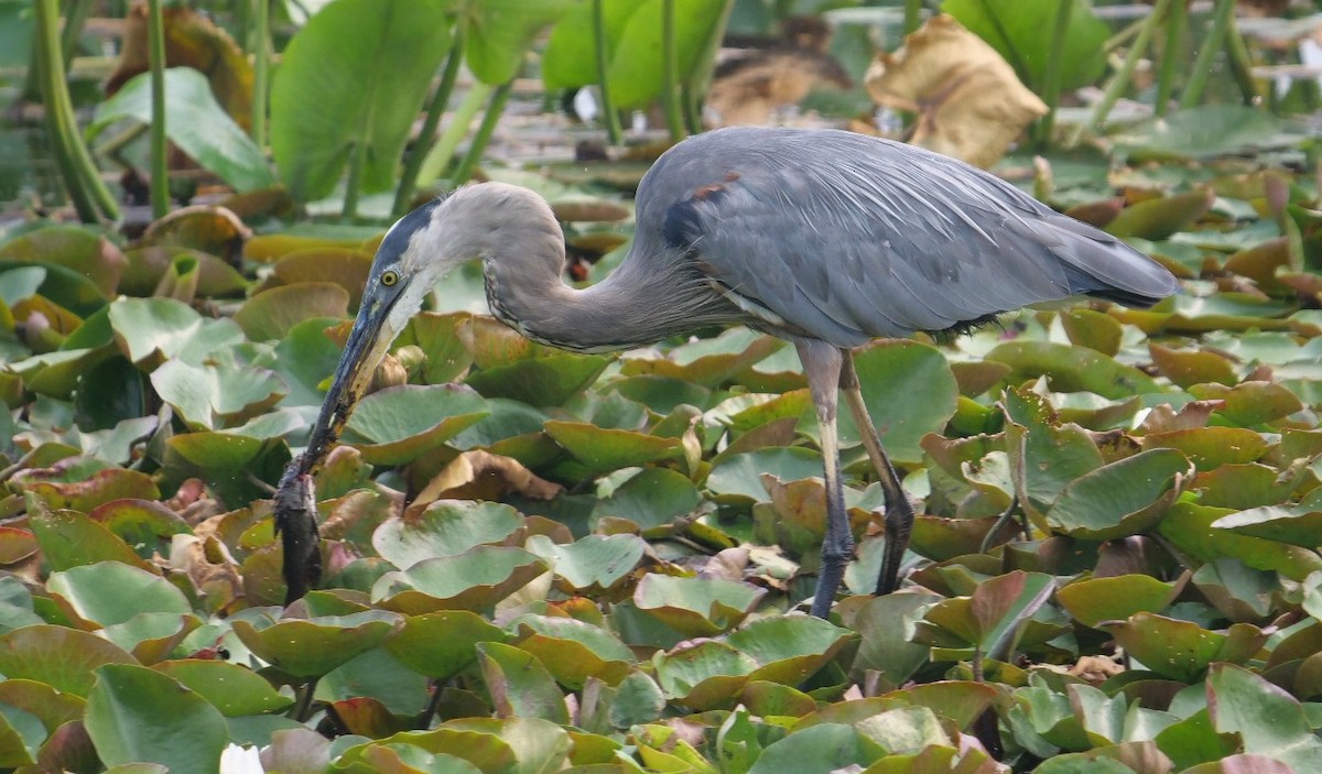 Great Blue Heron - ML639913919