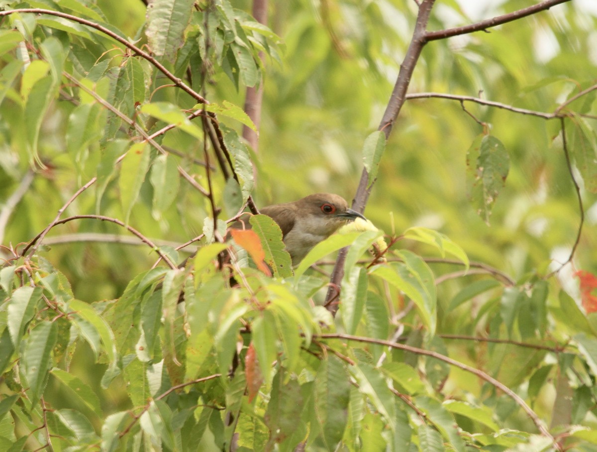Black-billed Cuckoo - ML639913942
