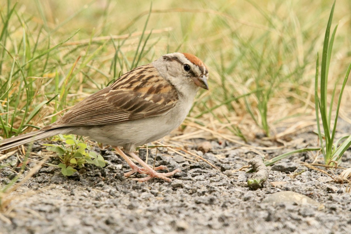 Chipping Sparrow - ML639913953