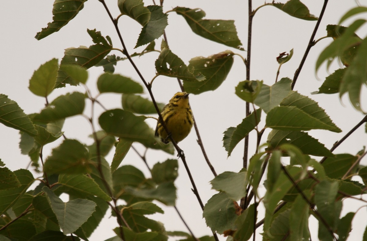 Prairie Warbler - ML639913958