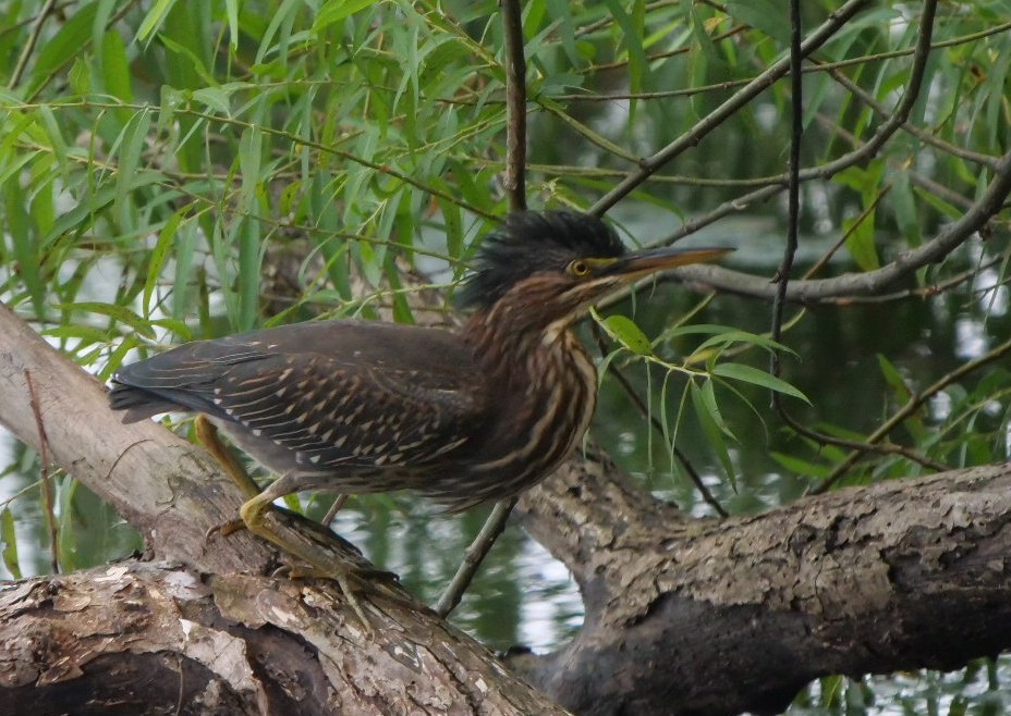 Green Heron - ML639913970