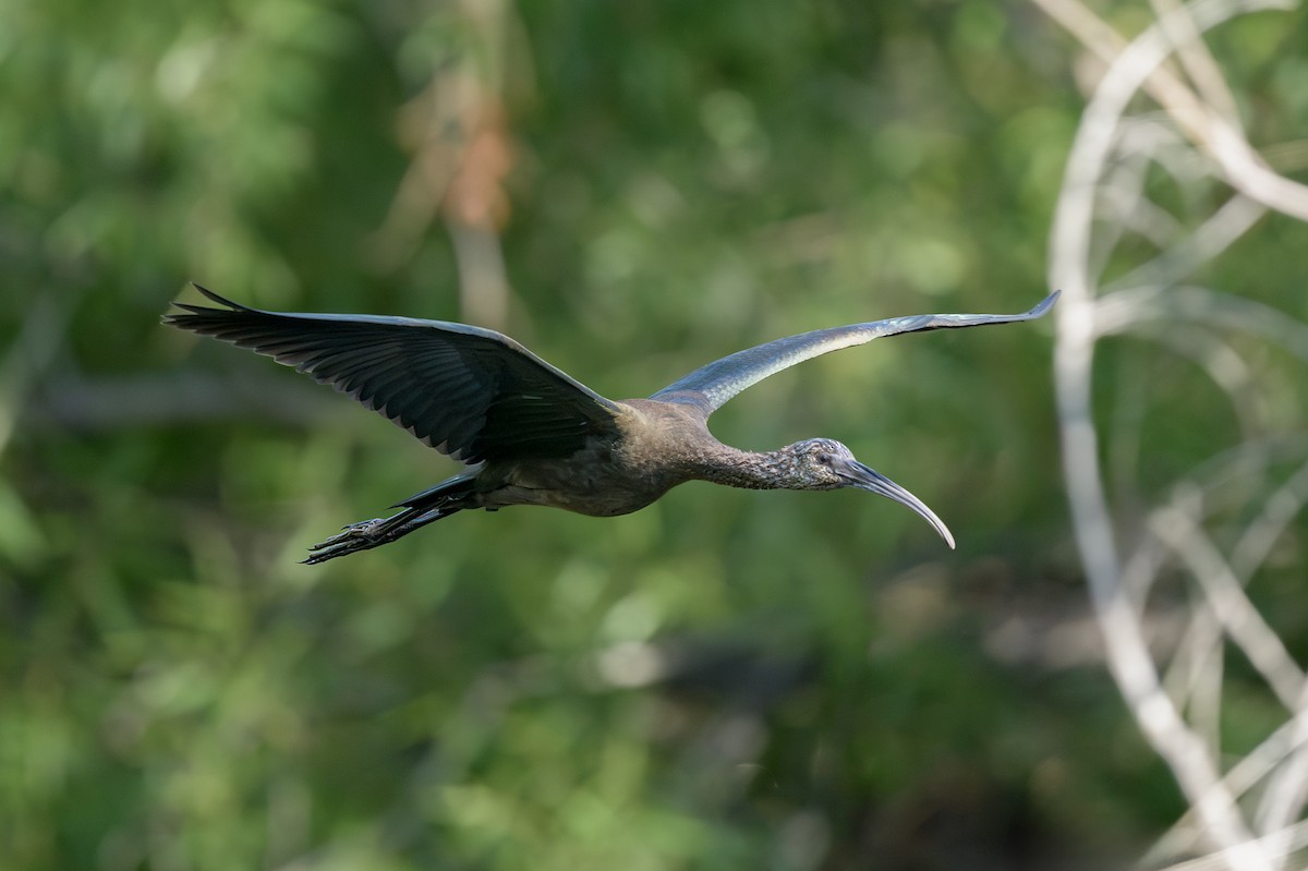 White-faced Ibis - ML639913989
