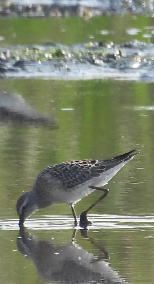 Stilt Sandpiper - ML639913992