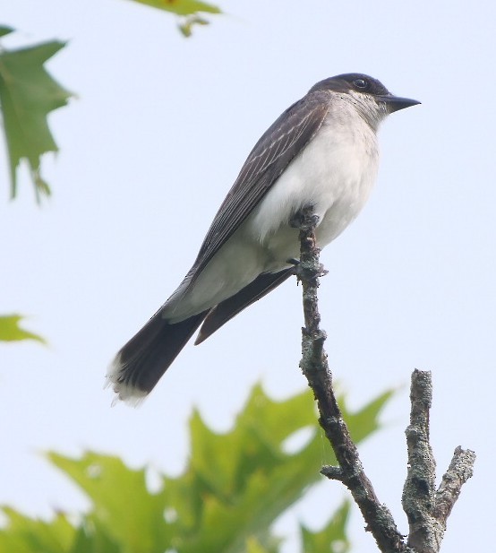 Eastern Kingbird - ML639913999