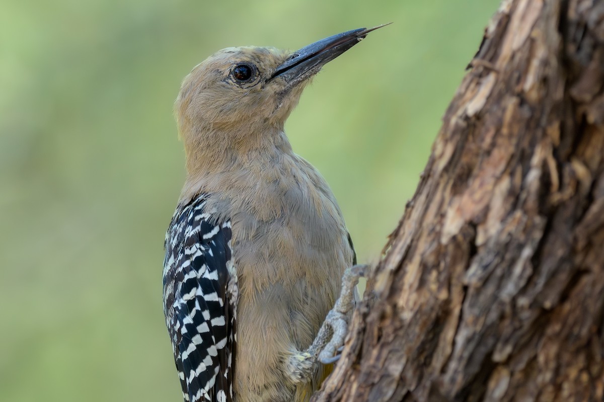 Gila Woodpecker - ML639914004