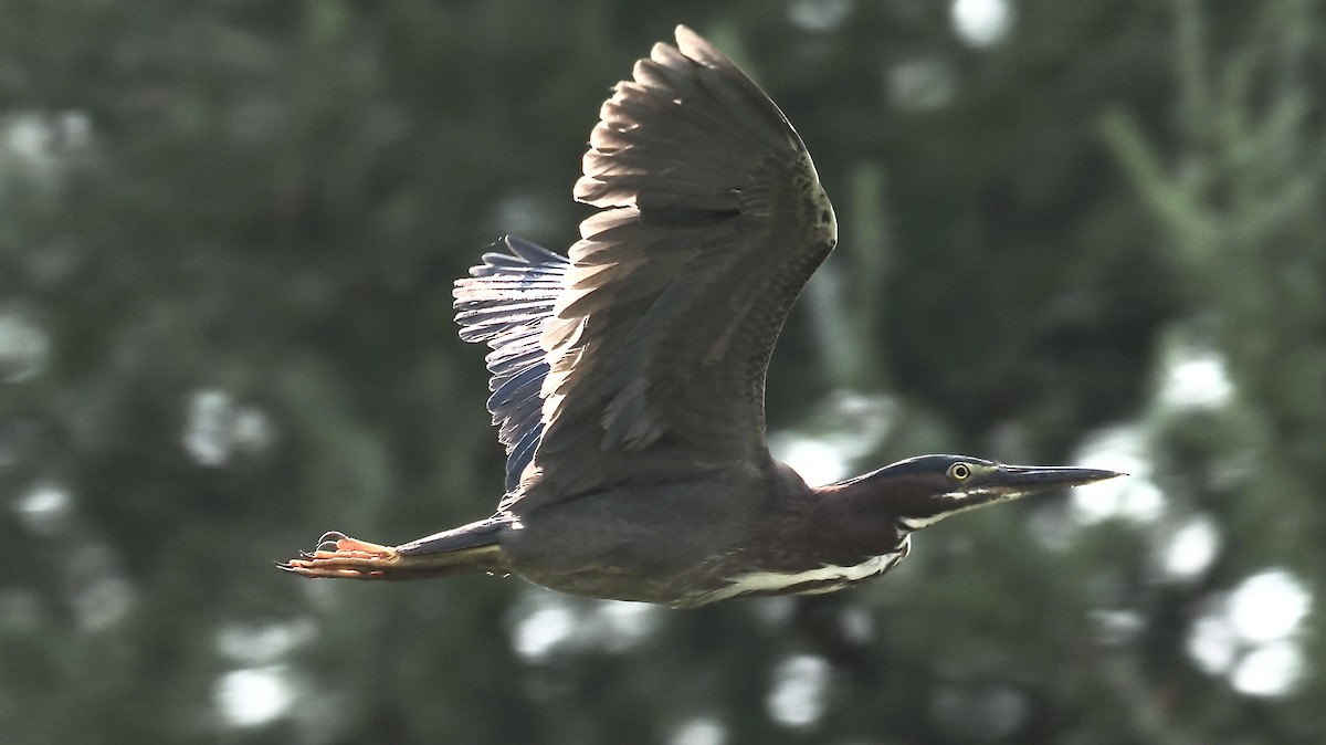 Green Heron - ML639914008