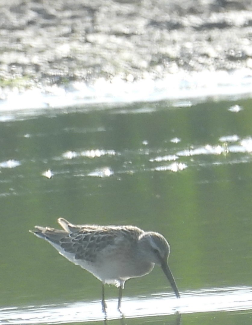 Stilt Sandpiper - ML639914011