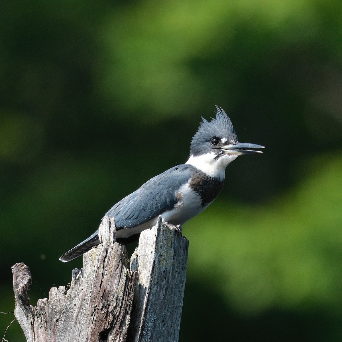 Belted Kingfisher - ML639914014