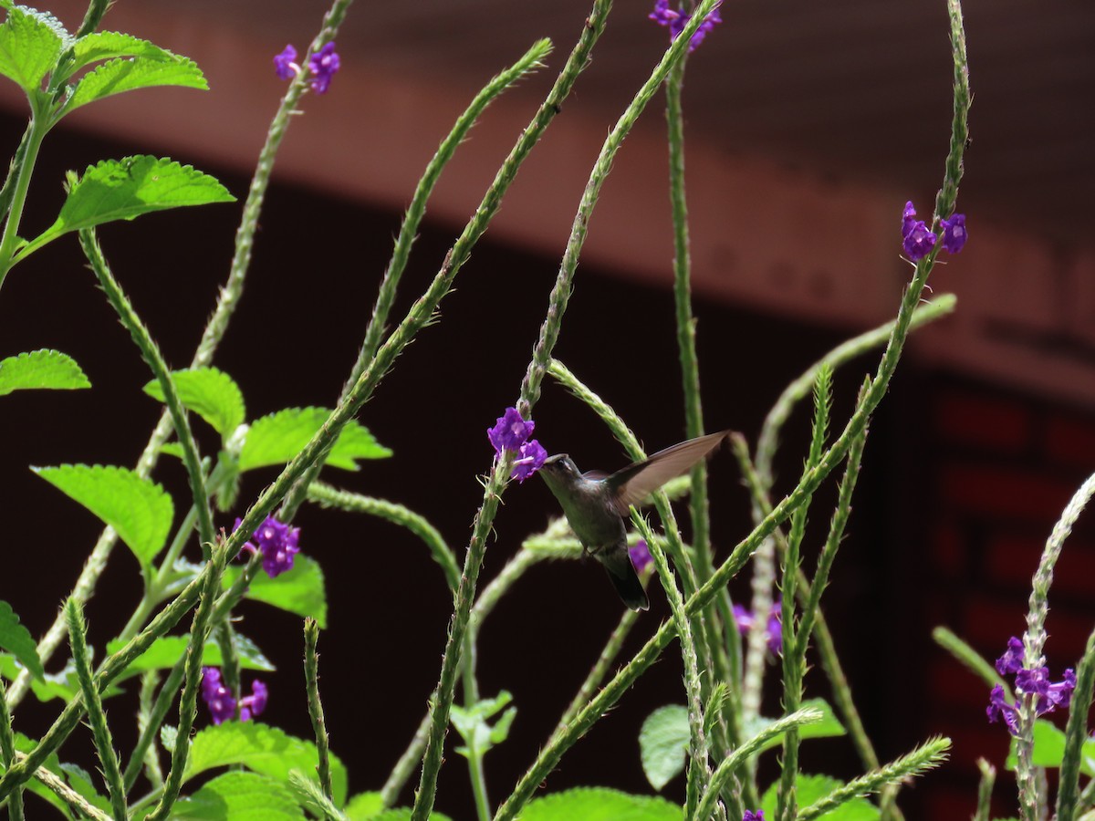 Emerald-chinned Hummingbird - ML639914023