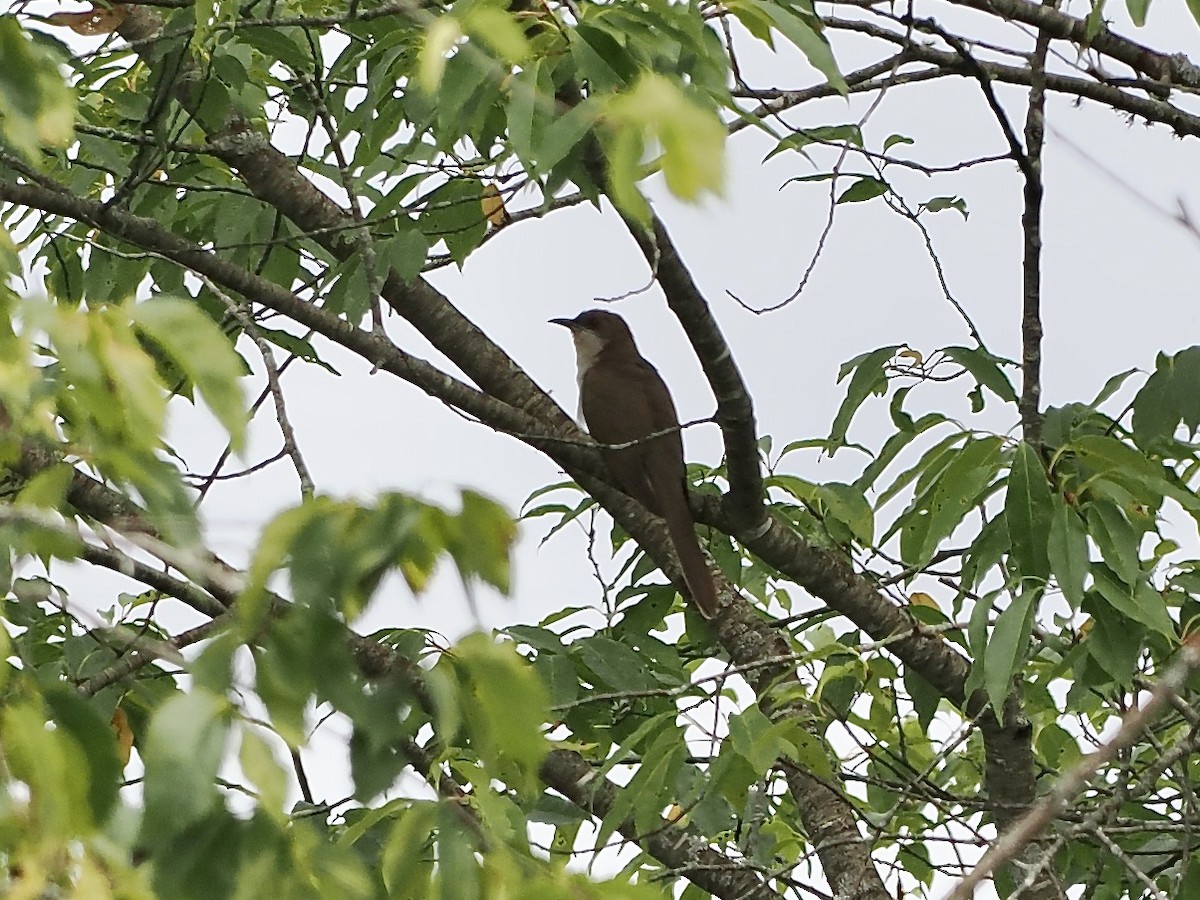 Black-billed Cuckoo - ML639914033
