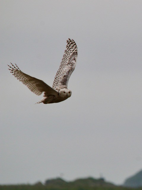 Snowy Owl - ML639914041