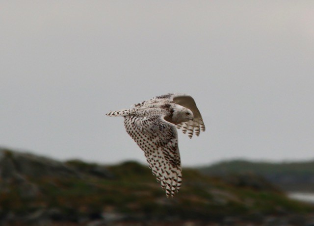 Snowy Owl - ML639914042
