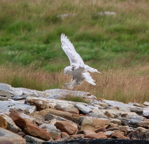 Snowy Owl - ML639914043