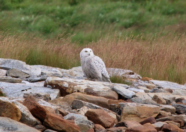 Snowy Owl - ML639914044