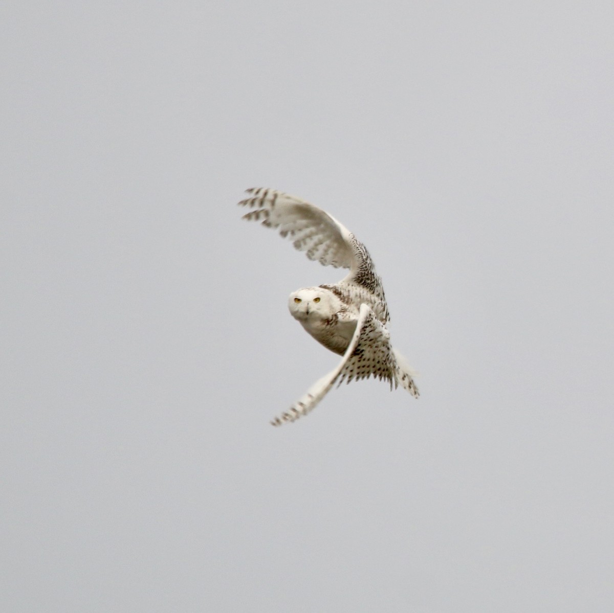 Snowy Owl - ML639914045