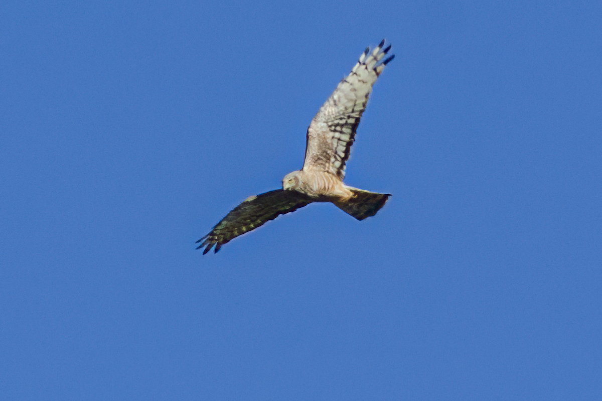 Cinereous Harrier - ML639914047