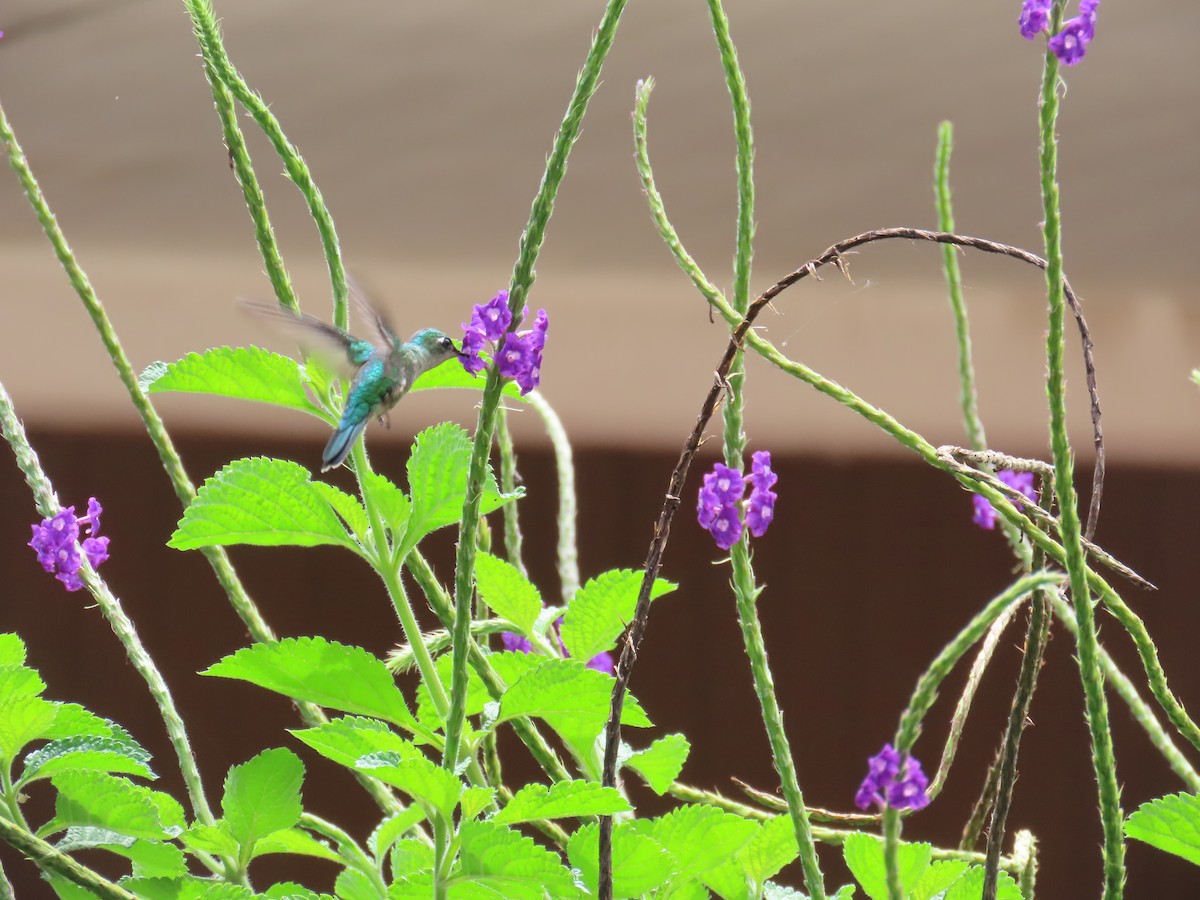 Emerald-chinned Hummingbird - ML639914050