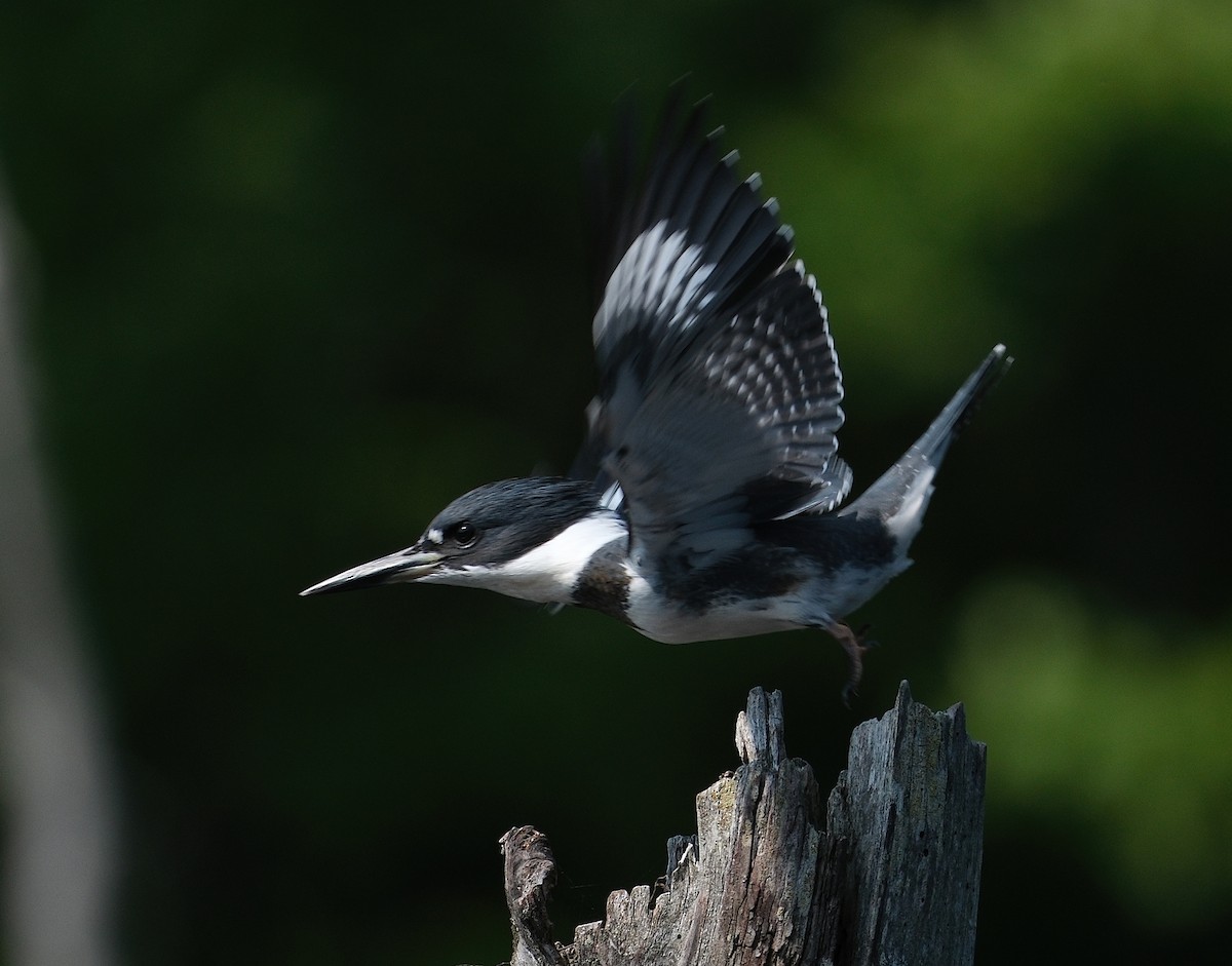 Belted Kingfisher - ML639914052