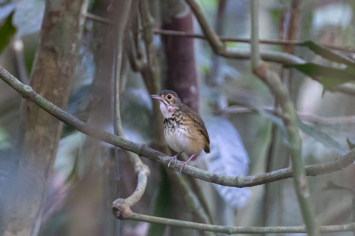 Alta Floresta Antpitta - ML639914054
