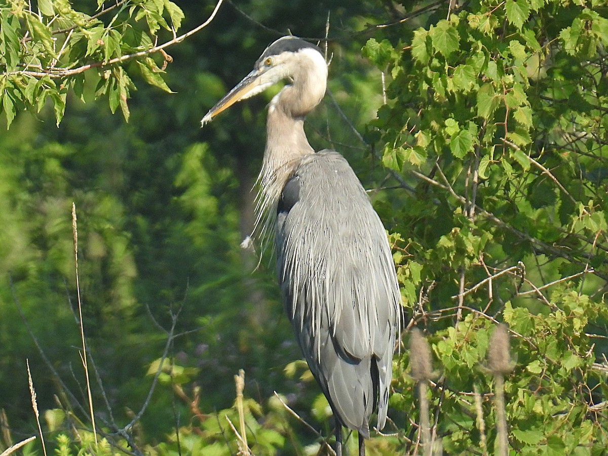 Garza Azulada - ML639914058
