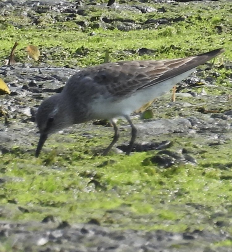 White-rumped Sandpiper - ML639914079