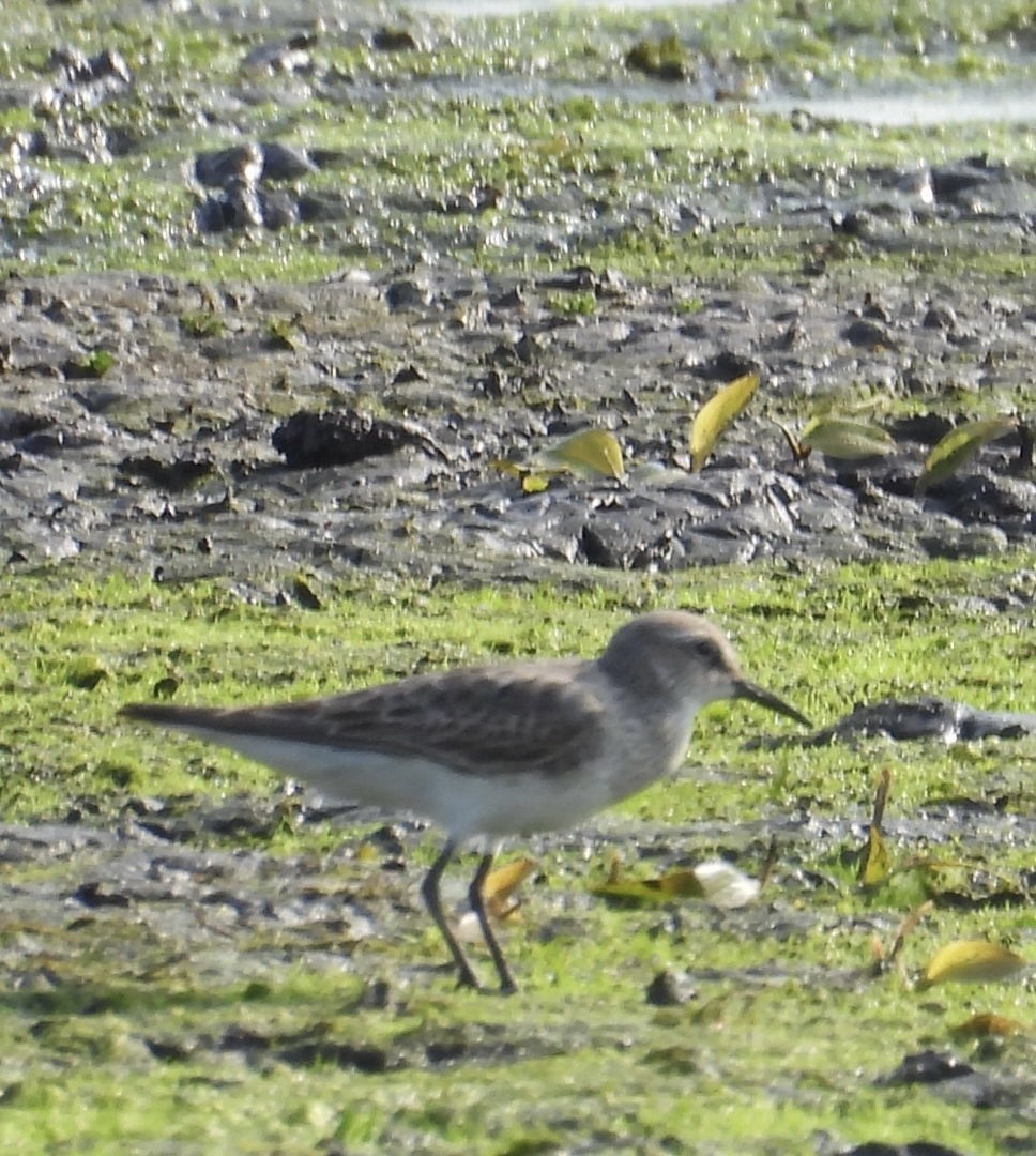 White-rumped Sandpiper - ML639914080