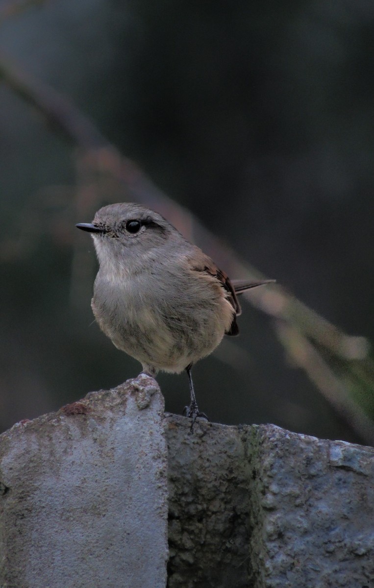 Patagonian Tyrant - ML639914082