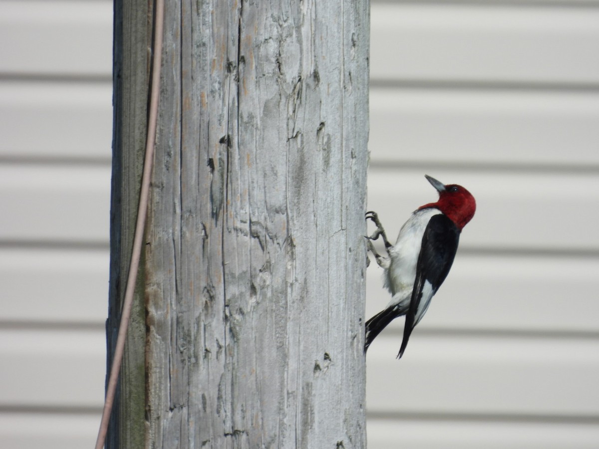 Red-headed Woodpecker - ML639914083
