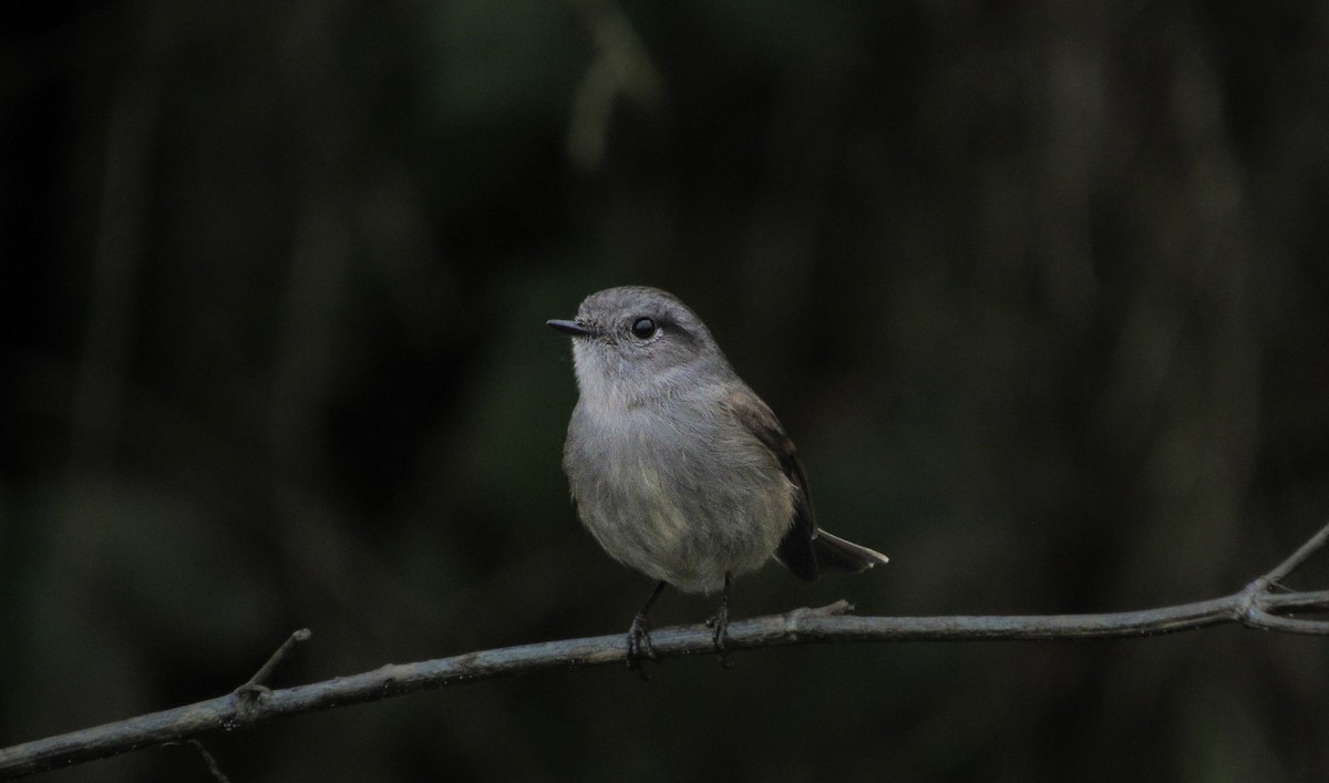 Patagonian Tyrant - ML639914091