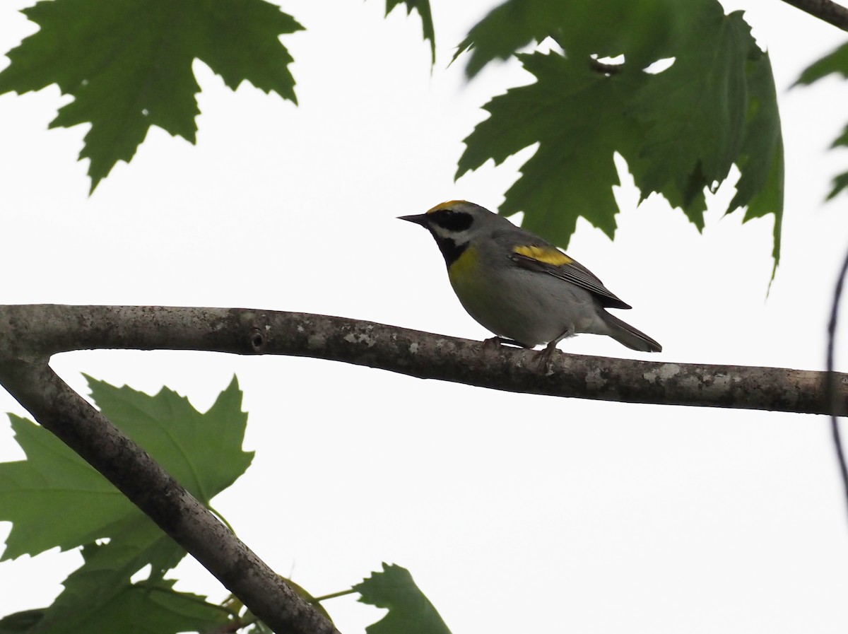 Golden-winged Warbler - ML639914123
