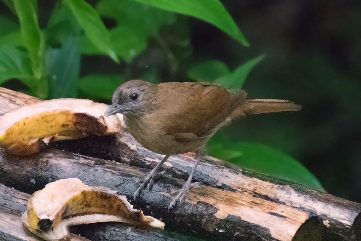 Cocoa Thrush - ML639914127