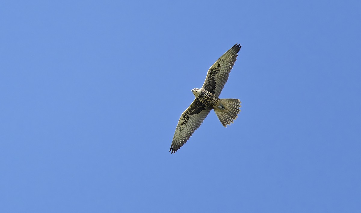 Saker Falcon - ML639914133