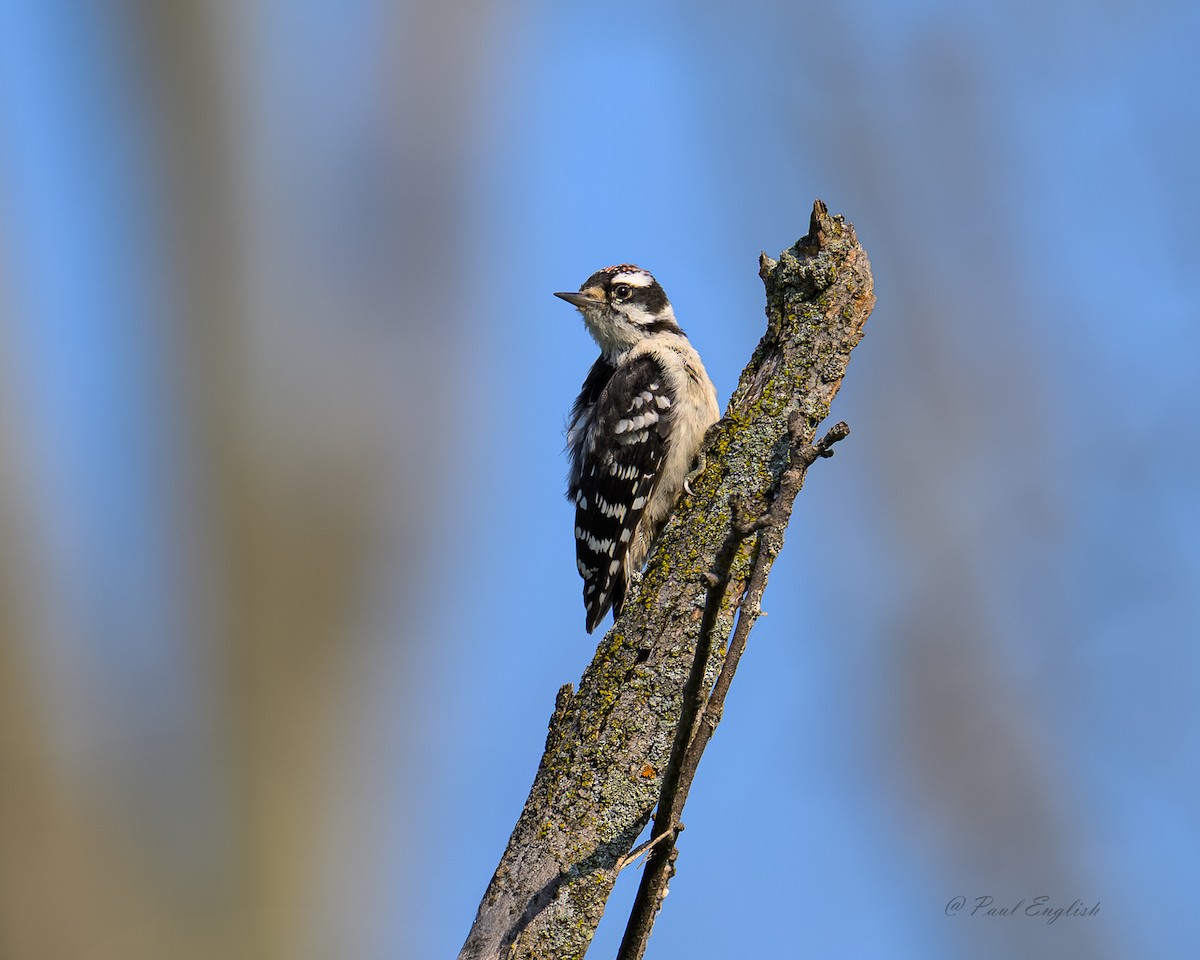 Downy Woodpecker - ML639914202