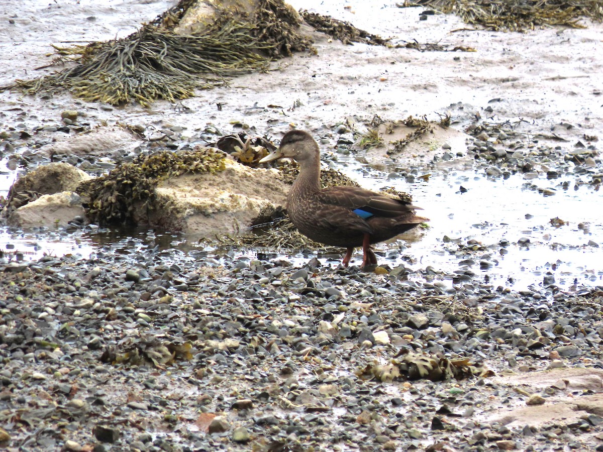American Black Duck - ML639914207