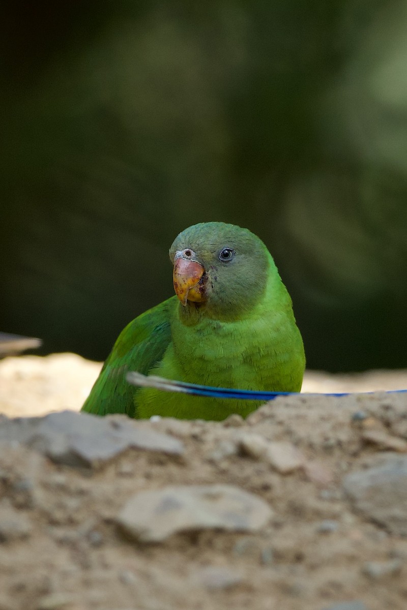 Slaty-headed Parakeet - ML639914261