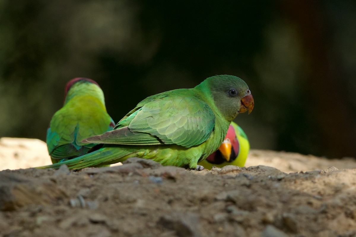 Slaty-headed Parakeet - ML639914262