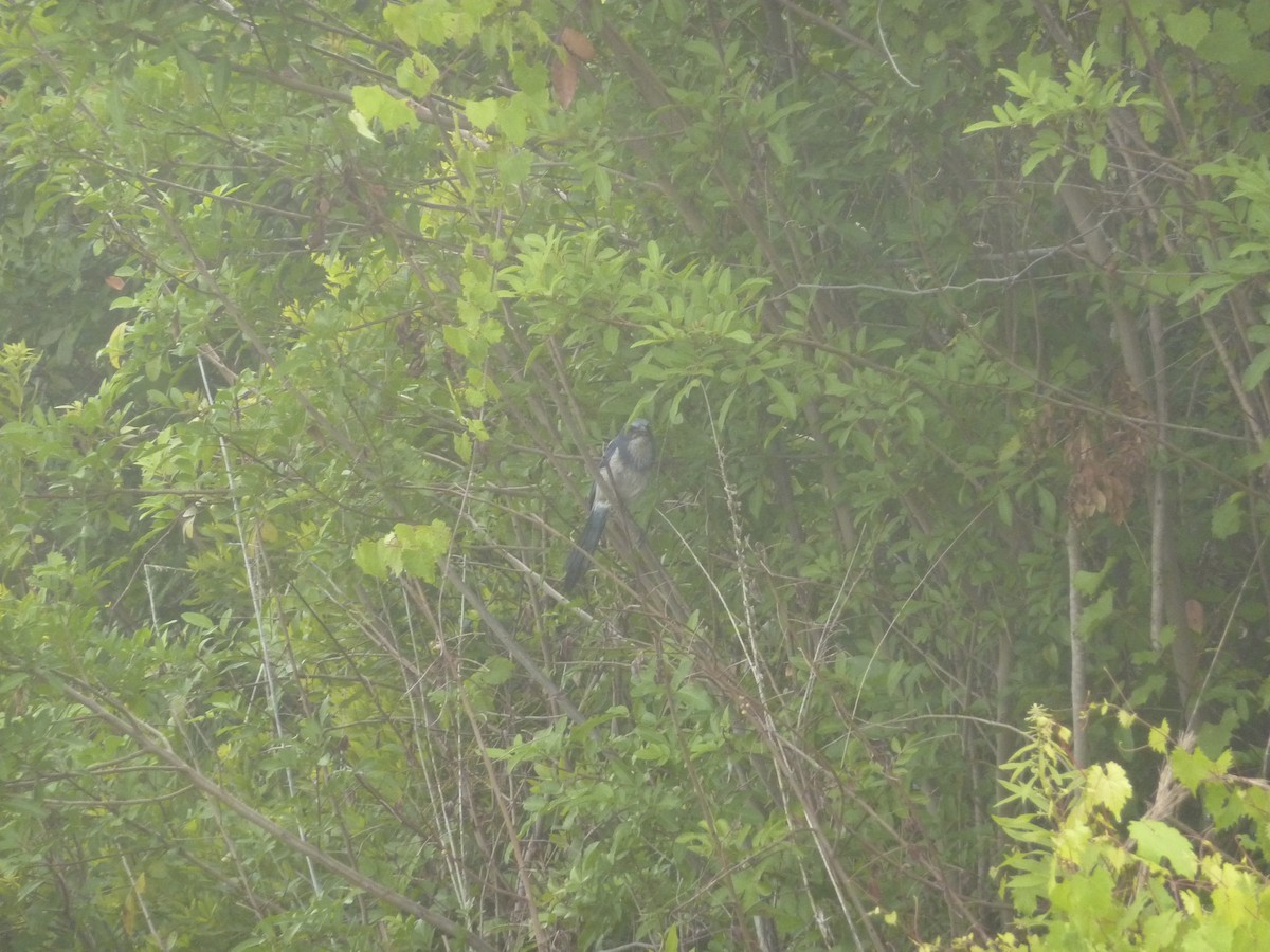 Florida Scrub-Jay - ML639914278