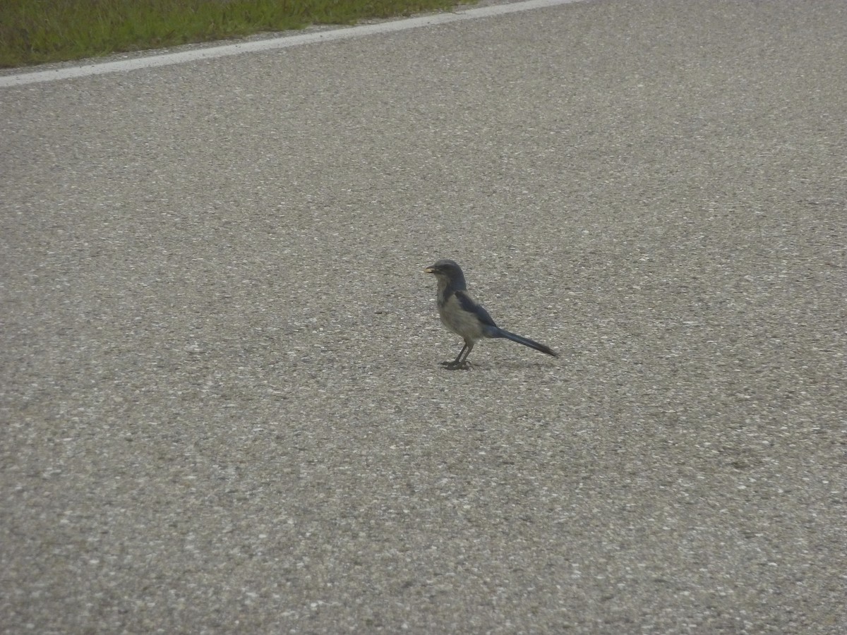 Florida Scrub-Jay - ML639914279